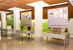 Vitrinas de la exposición